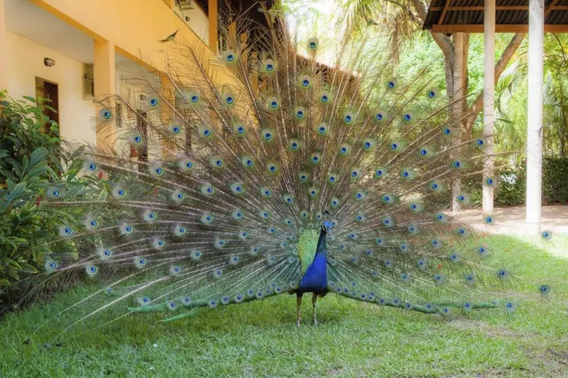 Ambiente de Eco Pousada Paraíso dos Coqueirais